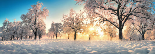 Crisp winter day, snow on the ground and the sun shining  through a scene of beautiful snow laden trees.