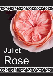 Juliet Rose