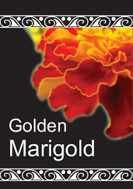Golden Marigold