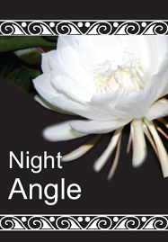 Night Angel