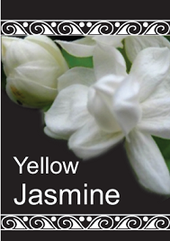 Yellow Jasmine